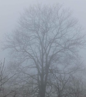 photographers on tumblr, oak tree and original photography