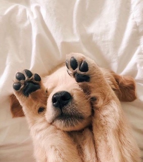 cute, animals and puppy