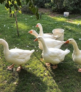 dream, green and fairytale