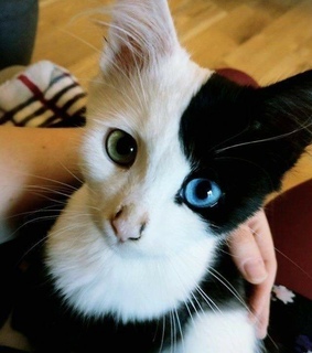 mirada, mascota and animales