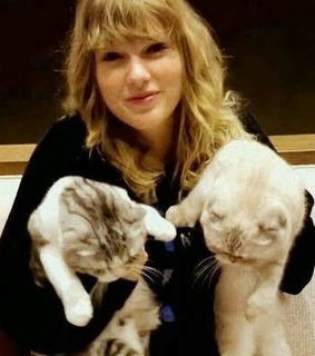 olivia benson cat, cats and taylor swift cats