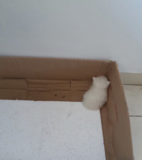 kitty, reaction and upset