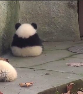 meme, confused and panda