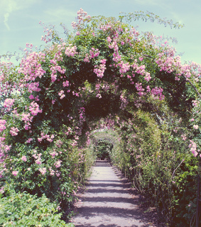 castles, bloom and pink flowers