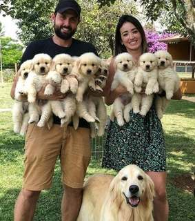 perritos, mascotas and cafe