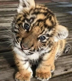 love, cute and animal