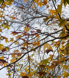 photographers on tumblr, original photography and autumn leaves