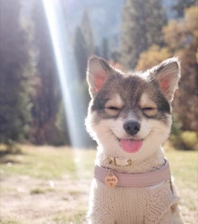 dog, sweet and perritos