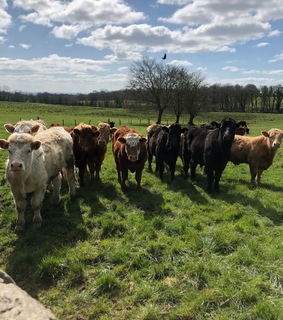 scenery, sun and grass