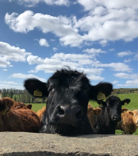happy, farm and cow