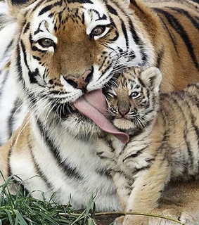 baby, animal and ???