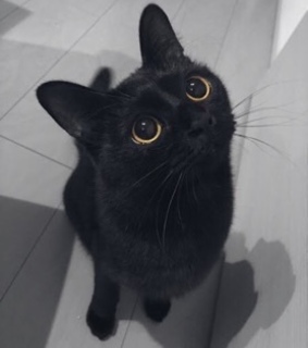 allblack, baby and cat