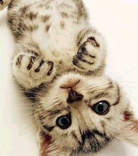 animals, lovely and inspiration