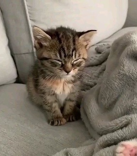 kitten, cute and kitty
