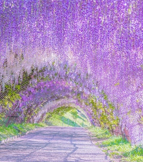 instagram, flower and wisteria