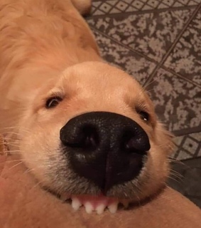 perros, perritos and cutie