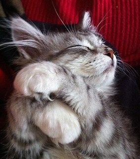 cat, sleeping and lovely