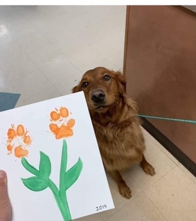 puppies, animales and perritos