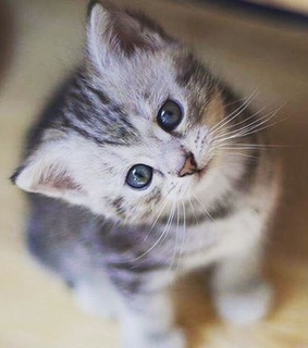 kitten, cat and lovely