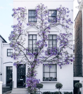 wisteria, vines and architecture
