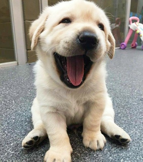 dogs, cute and poppy