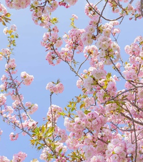 flowers, japan and nature