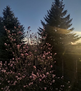 photo, 2020 and nature