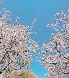sakura, sky and cherryblossom