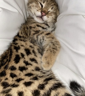 coffee, savannah and chaton