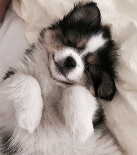 puppies, dogs and aesthetic