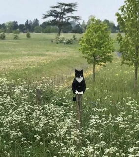 fairy garden, tree and green