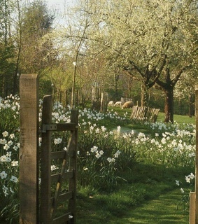 nature, tree and garden