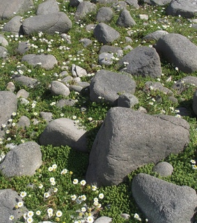 soft, theme and cute