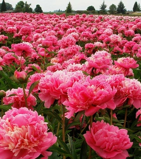 peony, field and background
