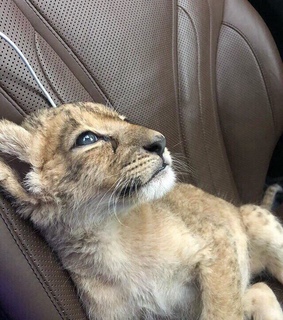 animals, baby and cute