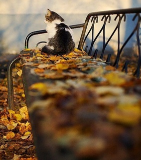 ?, beautiful and colores