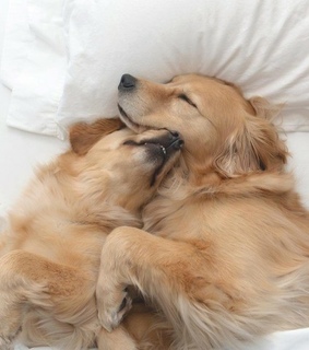 perritos, animals and perros