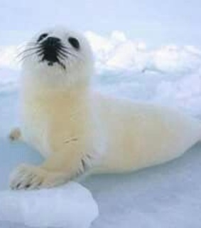 quebec, ice and love