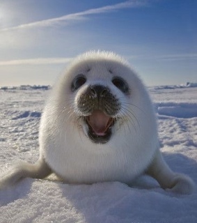 nature, funny face and seal