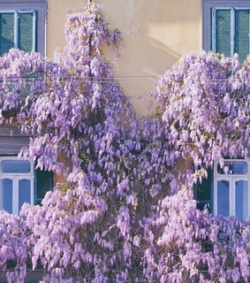 purple, venice and architecture