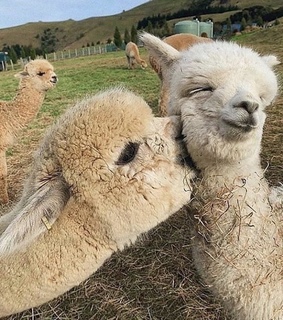 love, animaux and random