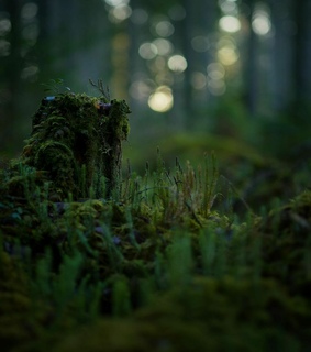 forest, photography and moss