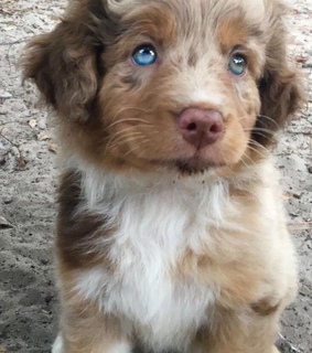 lovely, beautyful and blue eyes