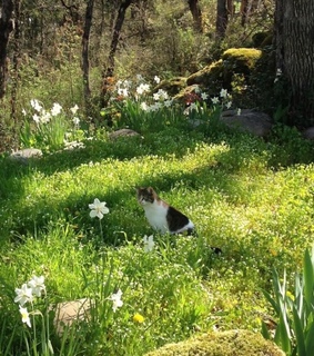 soft, kitty and animals