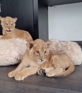 family, lion and animaux