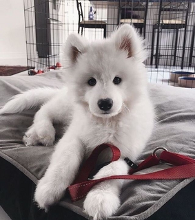 b v m, cute and animals