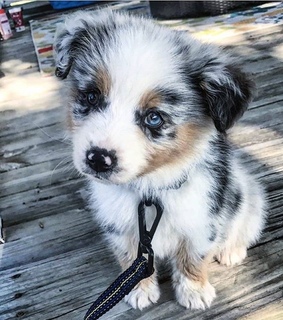 inspiration, australian sheppard and baby