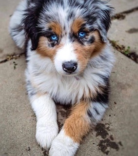 pets, australian sheppard and puppy