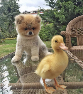 cute dogs, cute animals and fluffy dogs