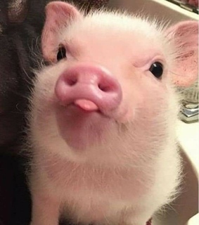 lindo, pink and pig
